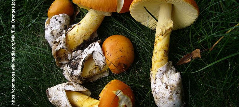 Wild Mushrooms Fruiting in the Fall Season