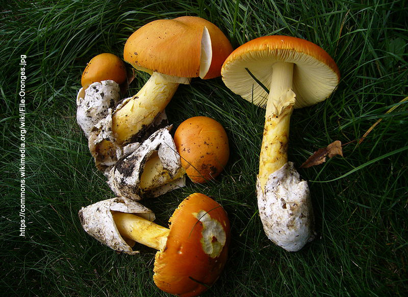 Amanita Cesarea