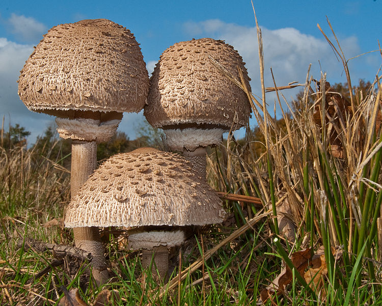 Macrolepiota Procera