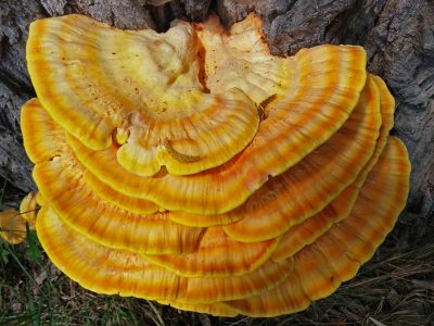 Wild Mushrooms Hunting Events All Οver Europe