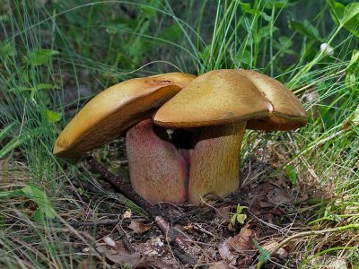 Four Reasons to Start Collecting Wild Mushrooms