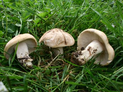 Calocybe gambosa or St George’s mushroom