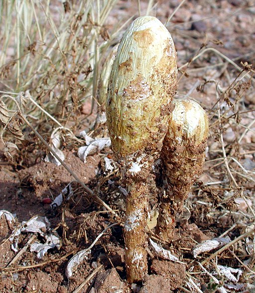 Mushrooms that grow in the desert Mushring