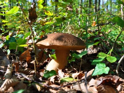 Upcoming Mushrooms Festivals, Autumn 2018