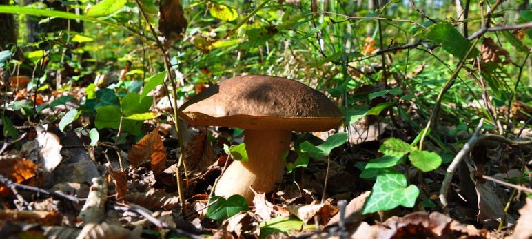 Upcoming Mushrooms Festivals, Autumn 2018