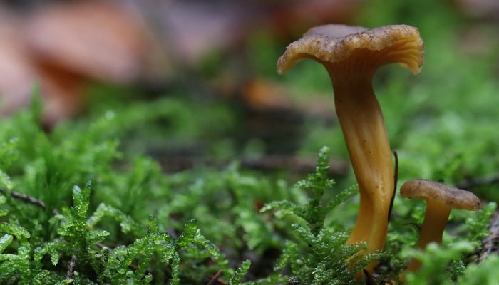 The common names of mushrooms in English and Greek