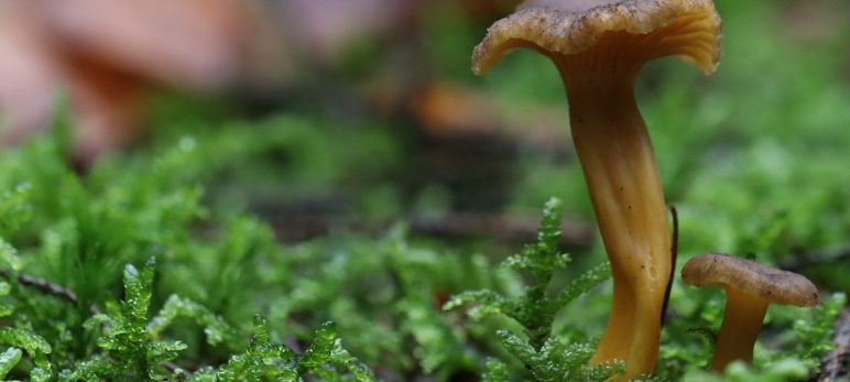 The common names of mushrooms in English and Greek