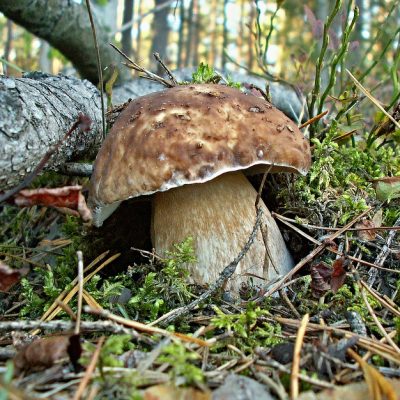 Chemical tests for wild mushrooms identification