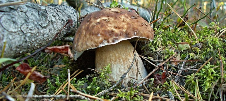 Chemical tests for wild mushrooms identification